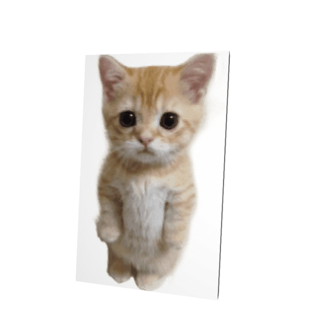 Cat Meme Cape