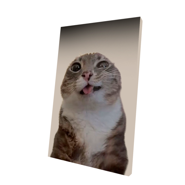 Stupid Cat Cape