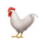 Chicken Icon